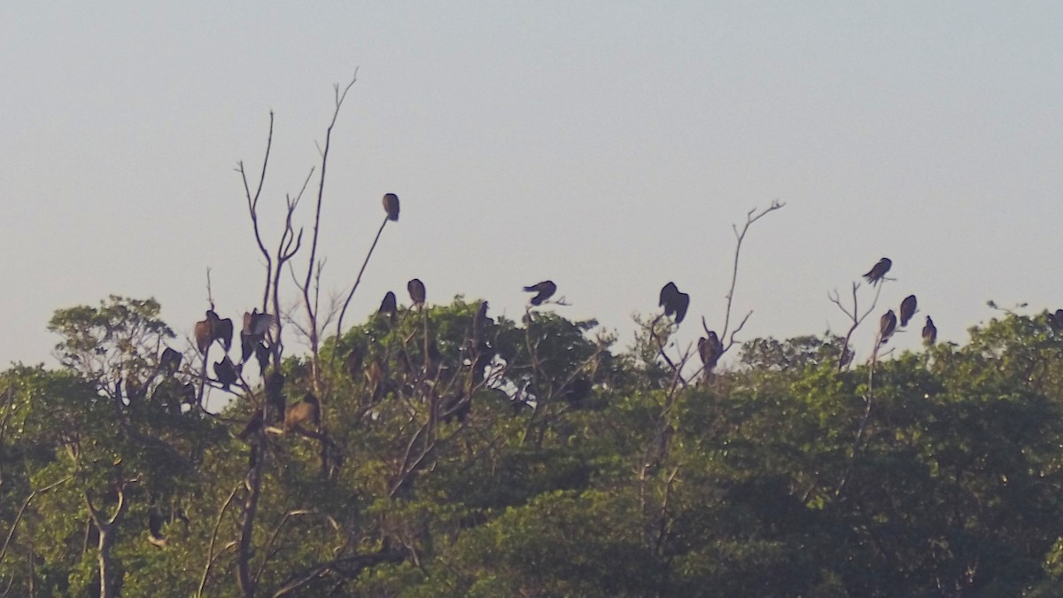 Turkey Vulture - ML644854730