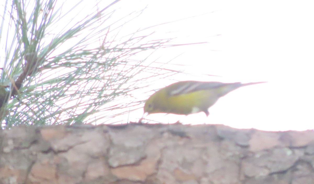 Pine Warbler - ML644854733