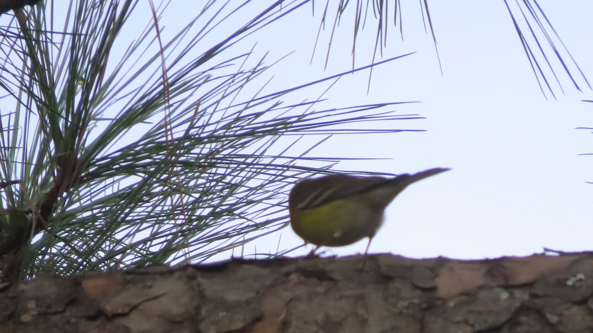 Pine Warbler - ML644854734