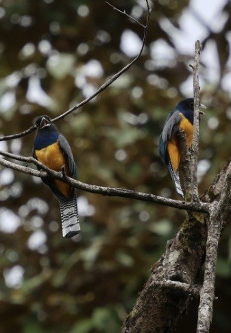 Mor Trogon - ML644854735