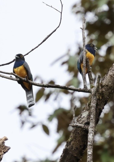 Mor Trogon - ML644854736