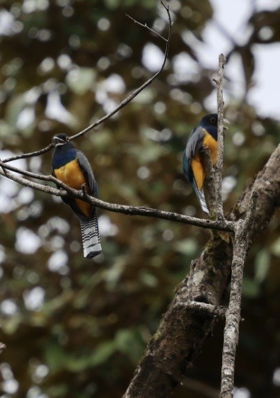 Mor Trogon - ML644854737