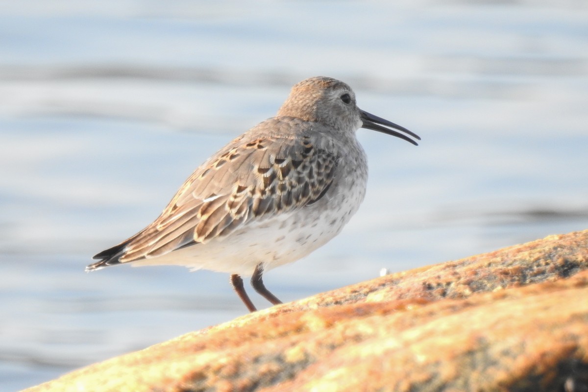 חופית אלפינית - ML644854739