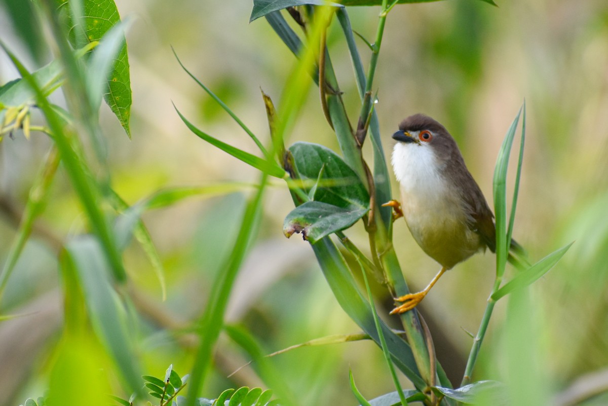 Yellow-eyed Babbler - ML644854748