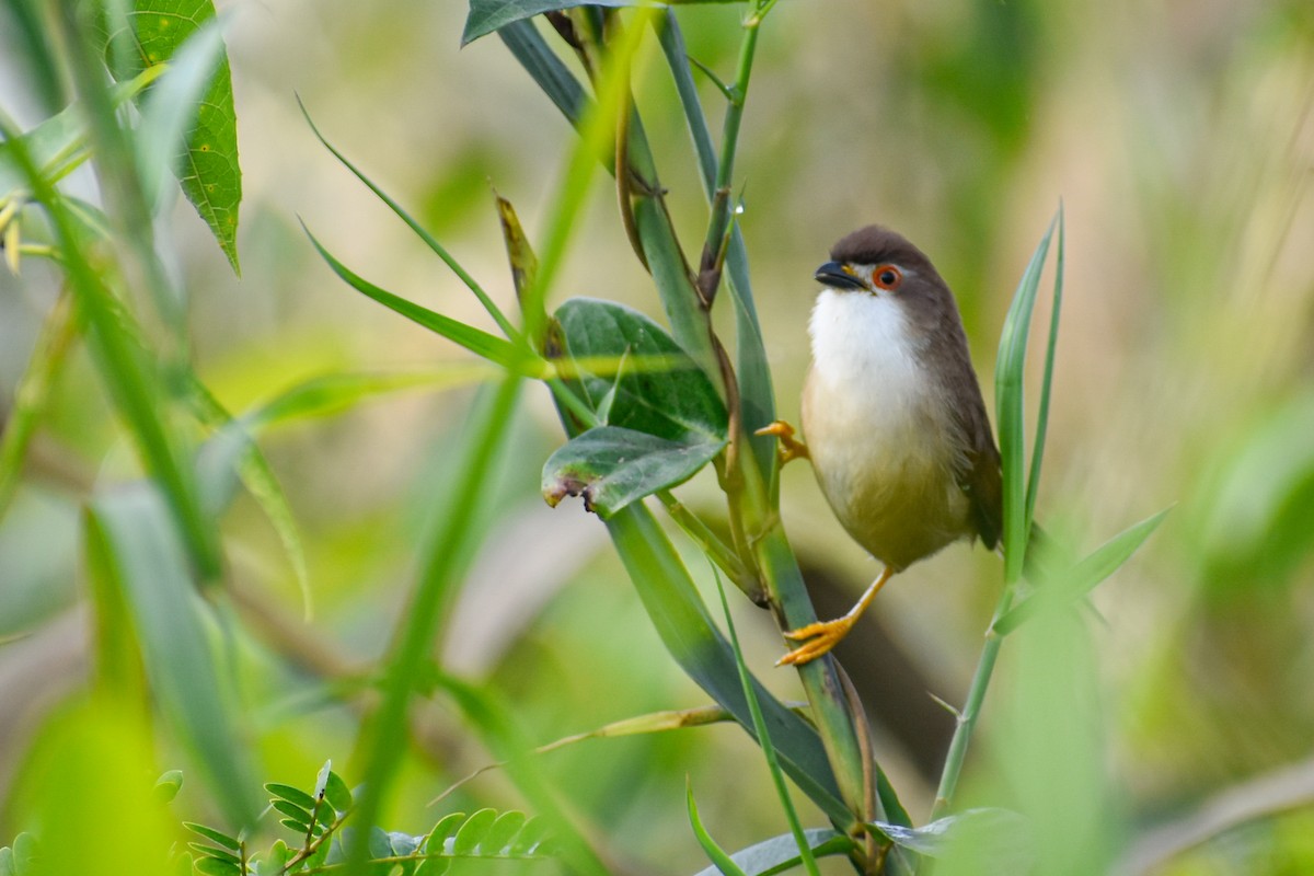 Yellow-eyed Babbler - ML644854749