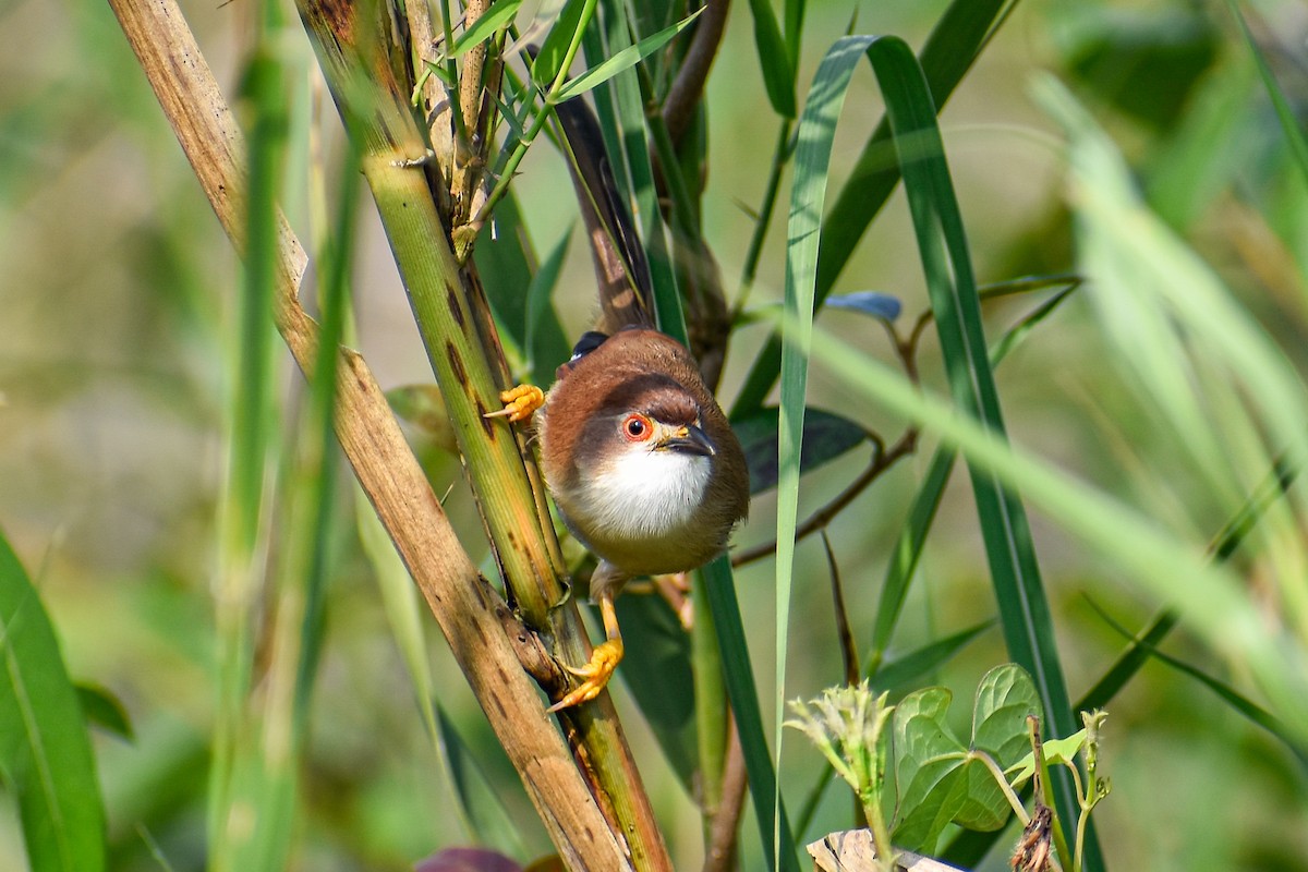 Yellow-eyed Babbler - ML644854750