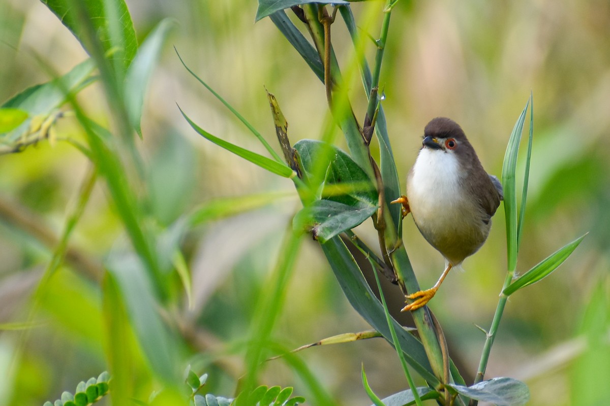 Yellow-eyed Babbler - ML644854751