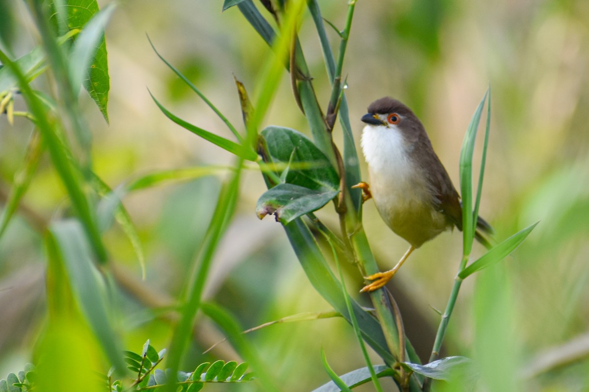 Yellow-eyed Babbler - ML644854752