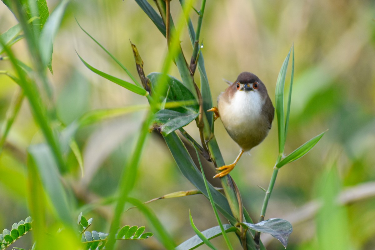 Yellow-eyed Babbler - ML644854753