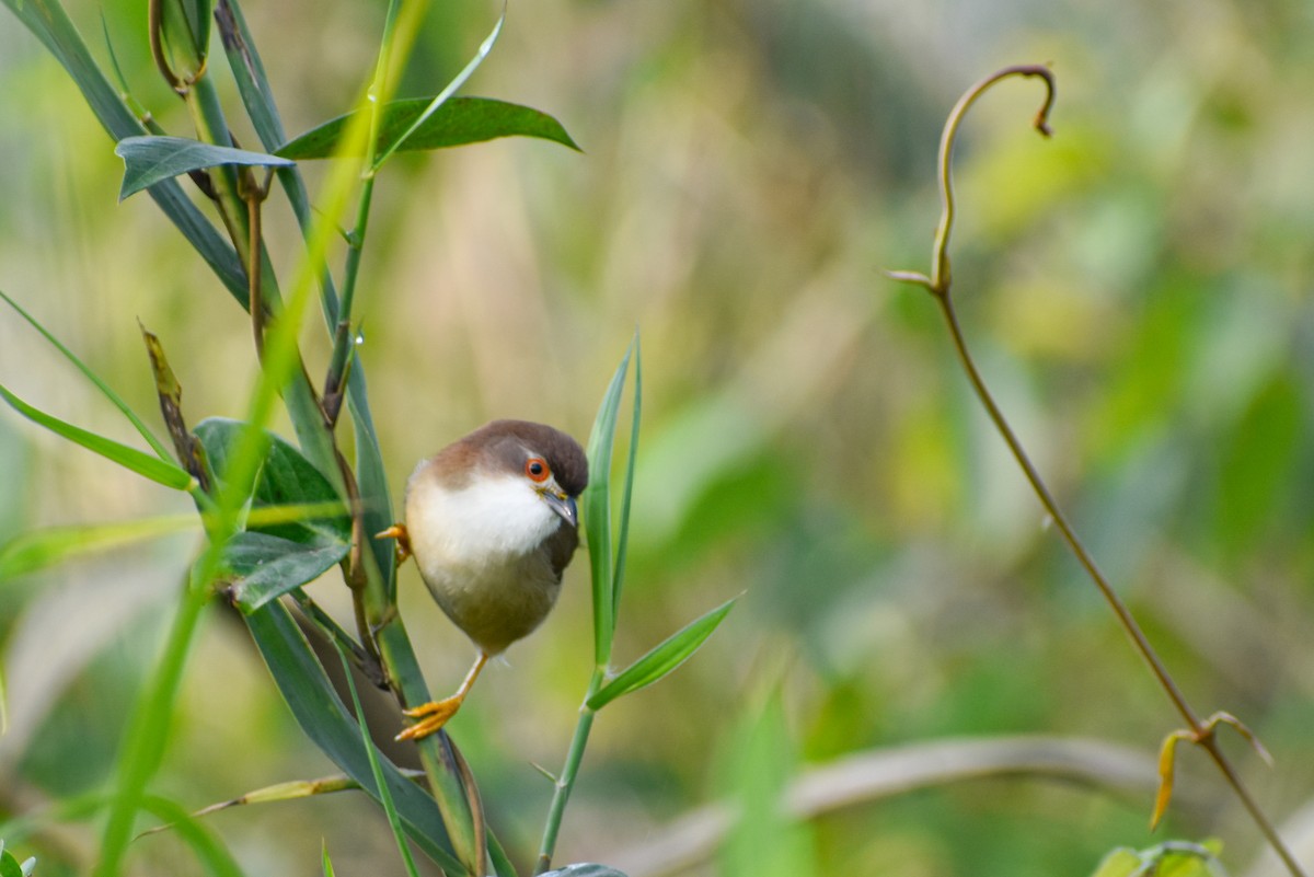Yellow-eyed Babbler - ML644854754