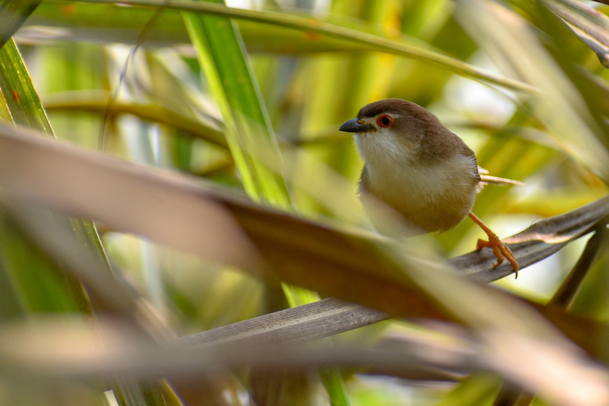 Yellow-eyed Babbler - ML644854755