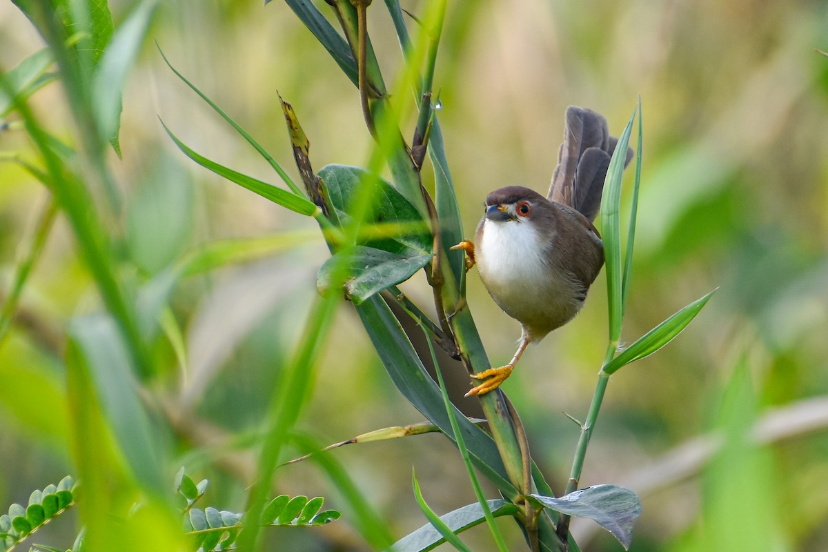 Yellow-eyed Babbler - ML644854756