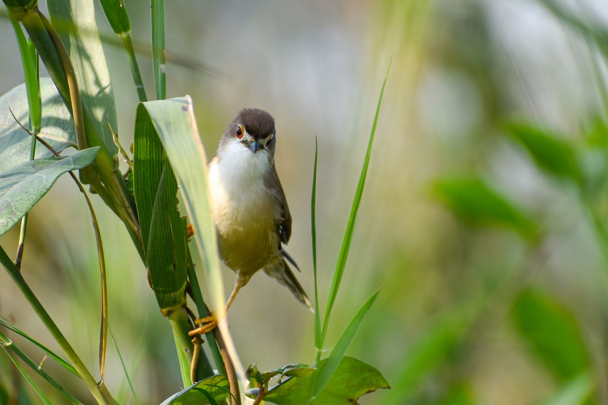 Yellow-eyed Babbler - ML644854757