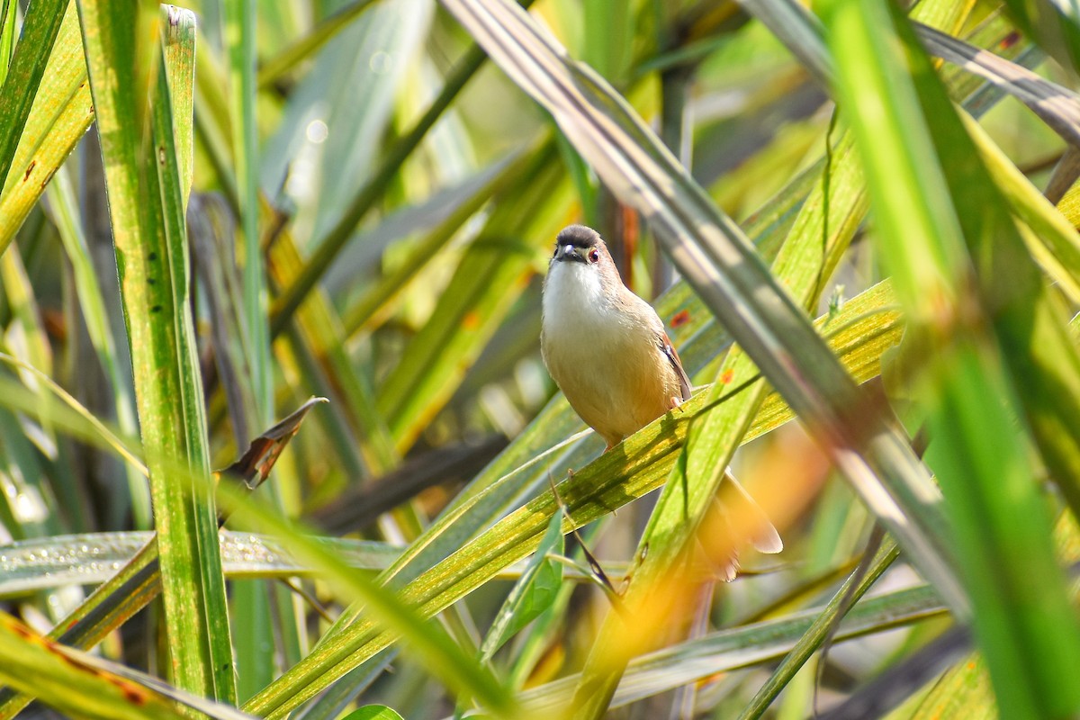 Yellow-eyed Babbler - ML644854758