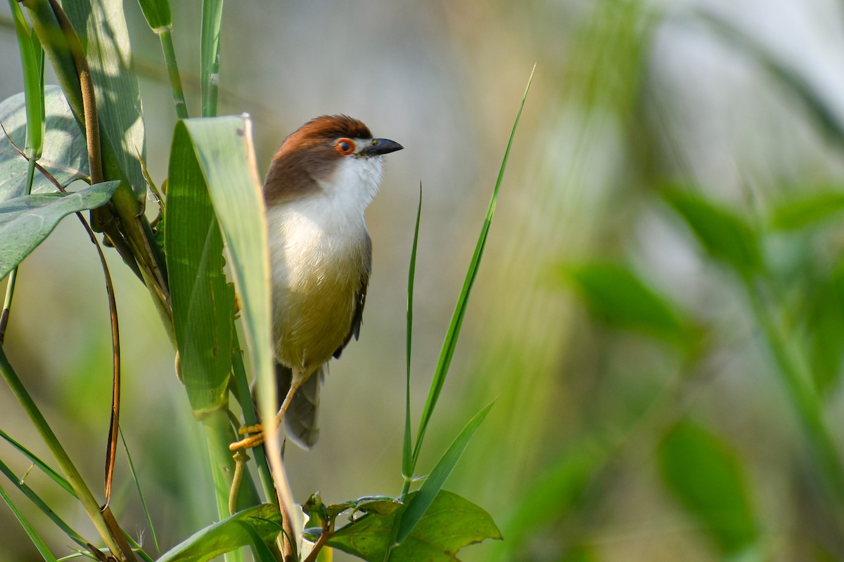Yellow-eyed Babbler - ML644854760