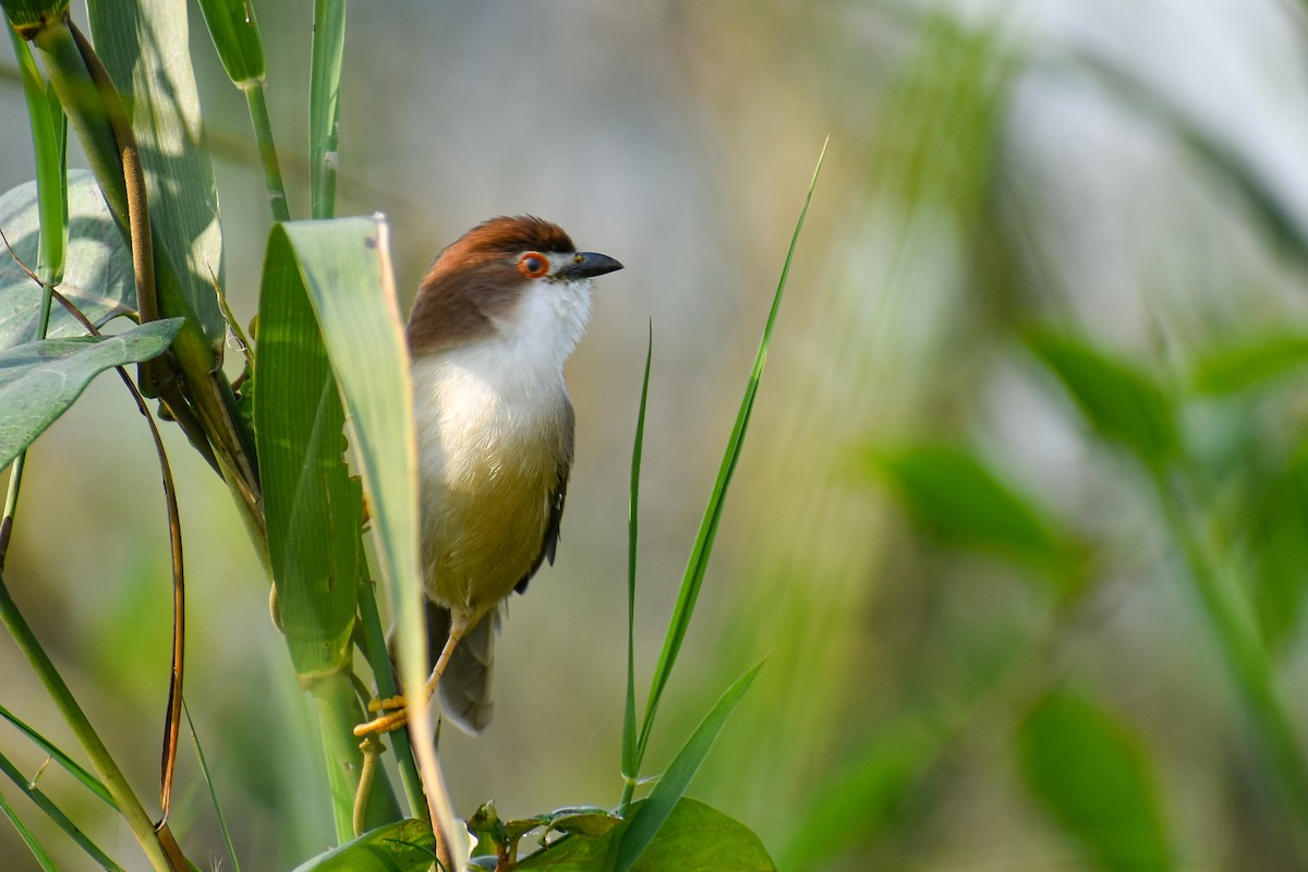 Yellow-eyed Babbler - ML644854761