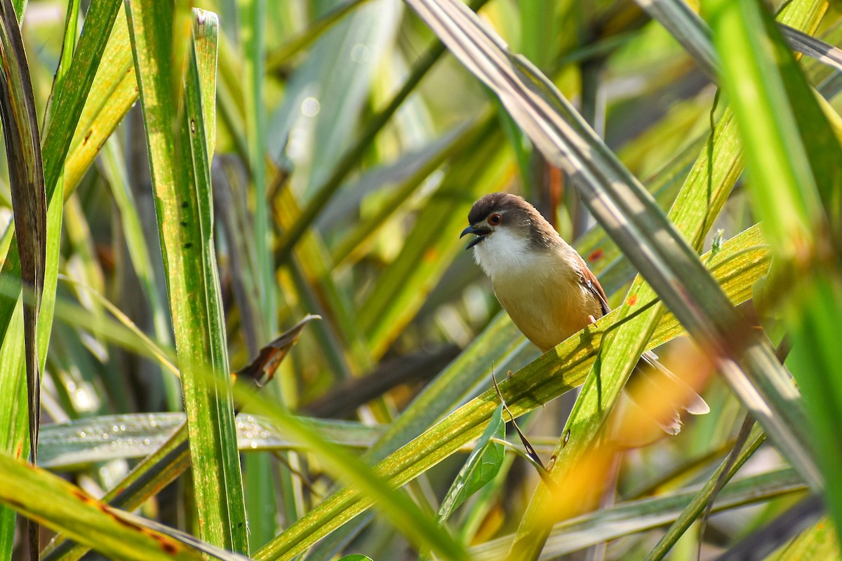 Yellow-eyed Babbler - ML644854762