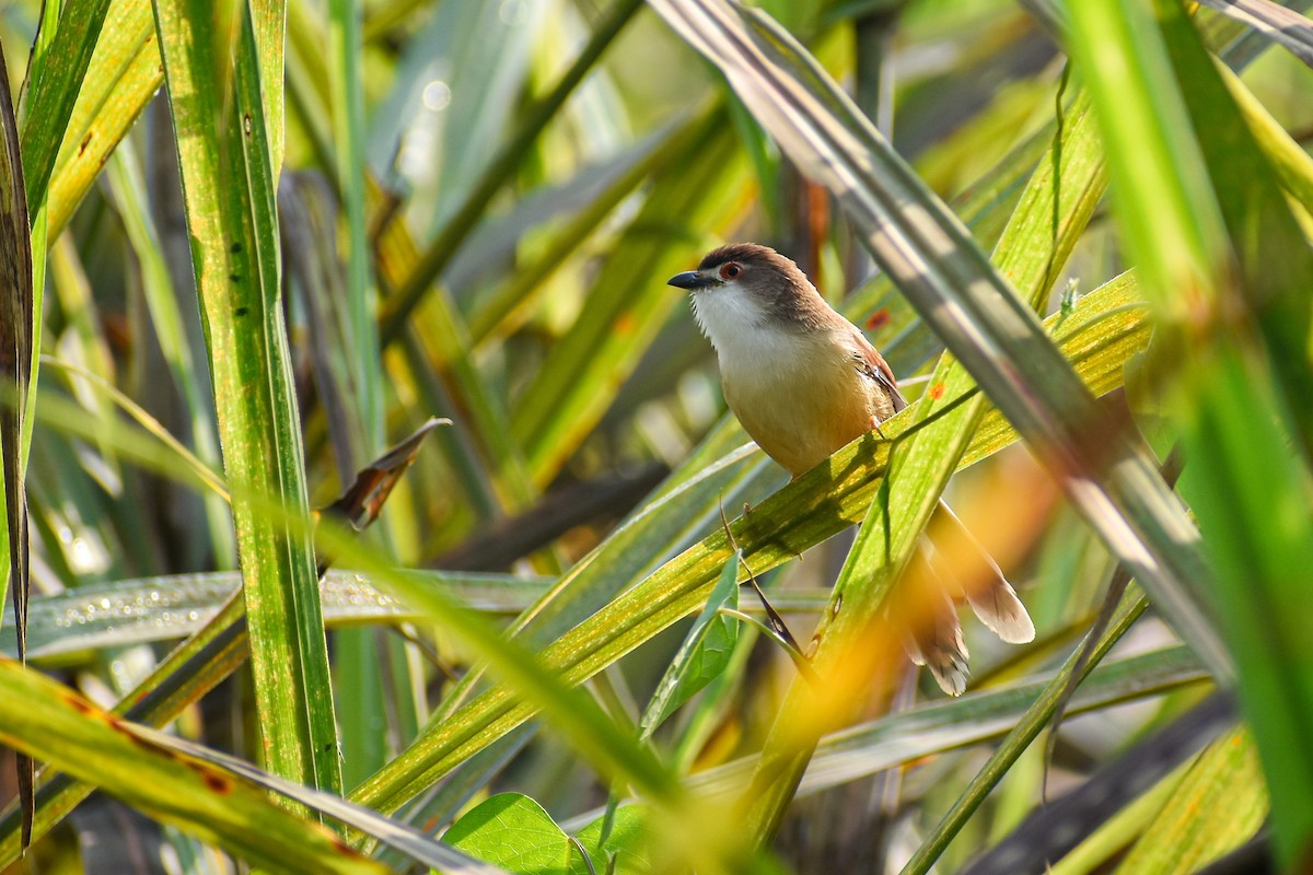 Yellow-eyed Babbler - ML644854763