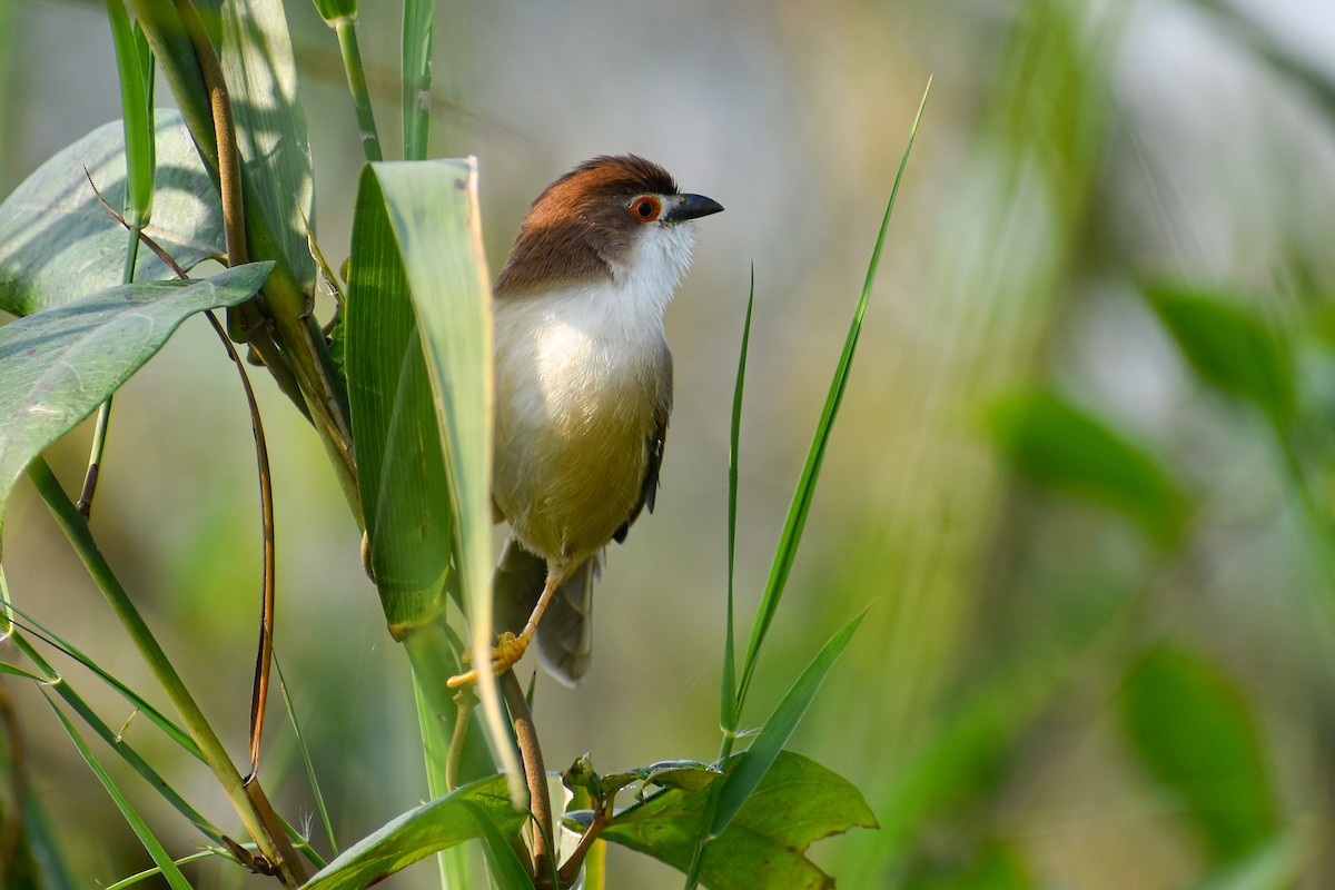 Yellow-eyed Babbler - ML644854764