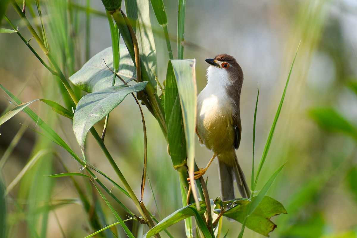 Yellow-eyed Babbler - ML644854765
