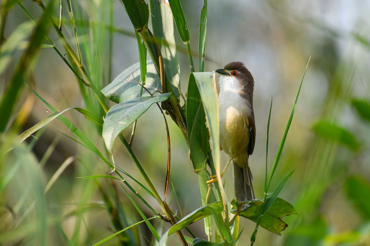Yellow-eyed Babbler - ML644854766