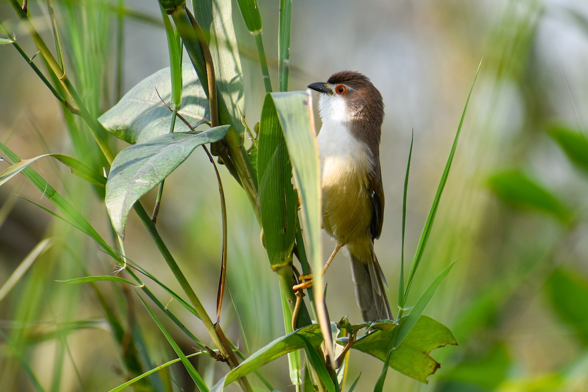 Yellow-eyed Babbler - ML644854767