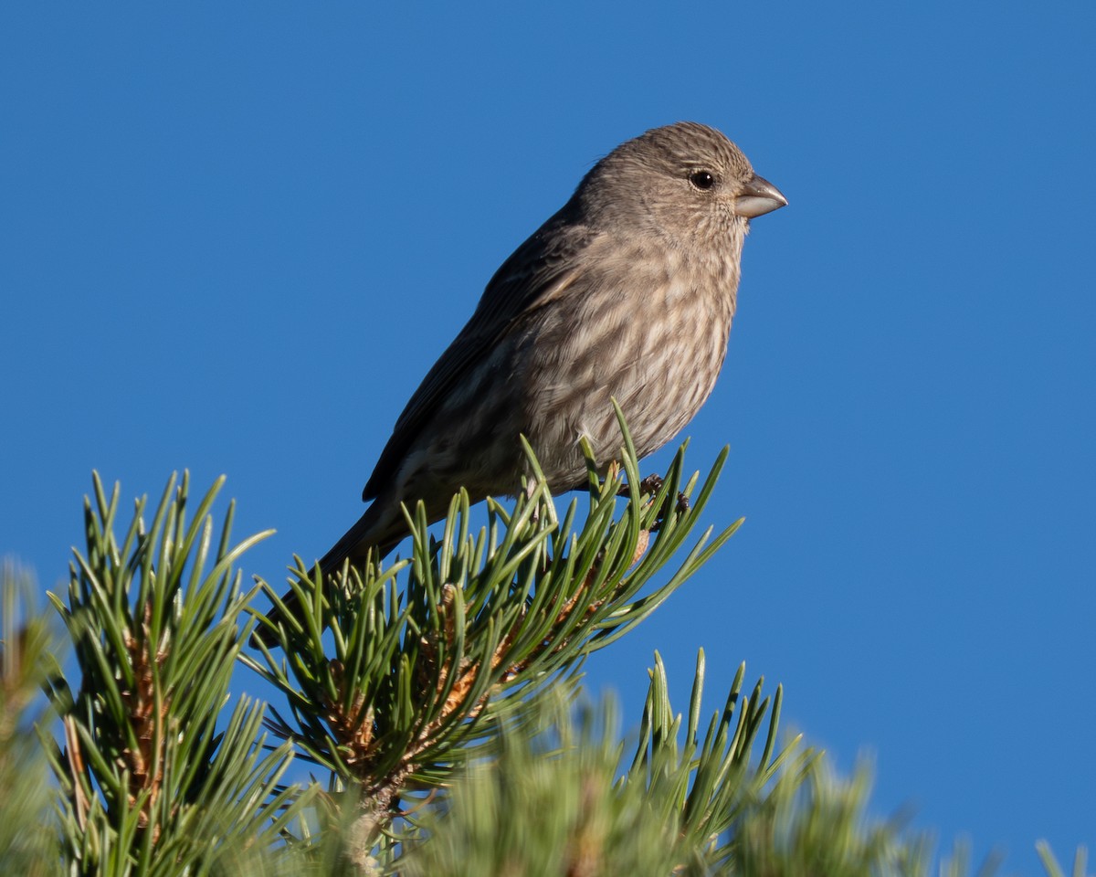 House Finch - ML644854787