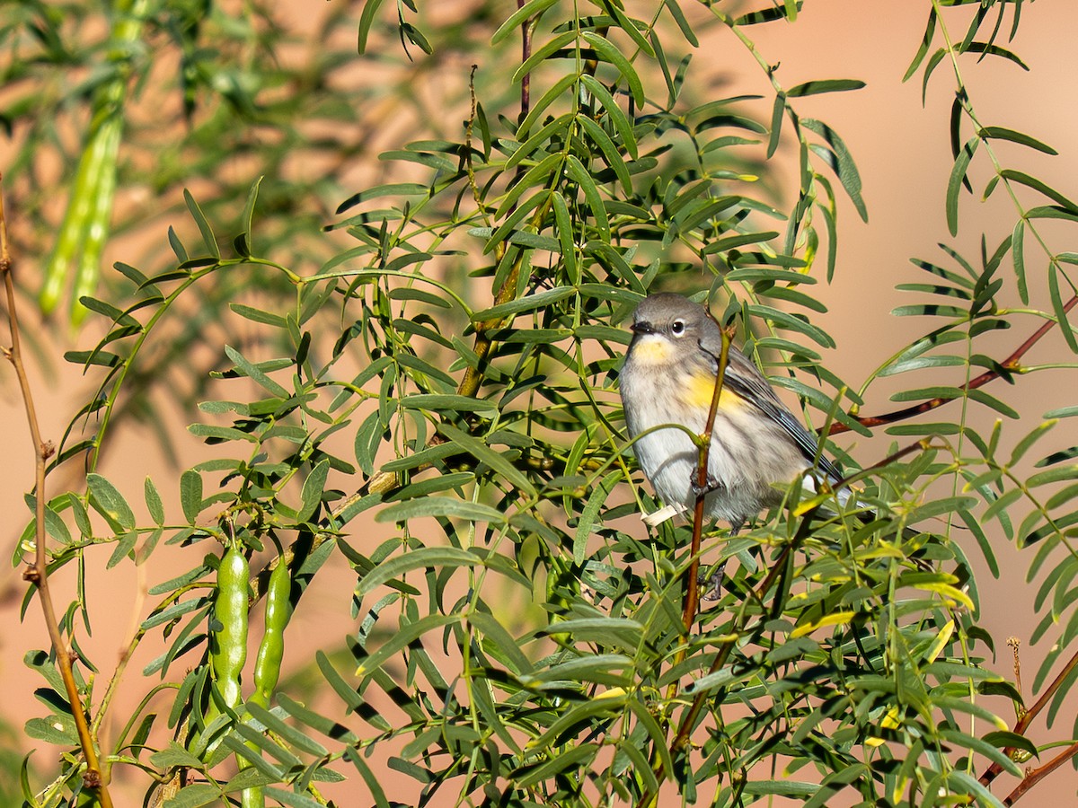 Yellow-rumped Warbler - ML644854865