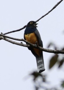 Mor Trogon - ML644854867