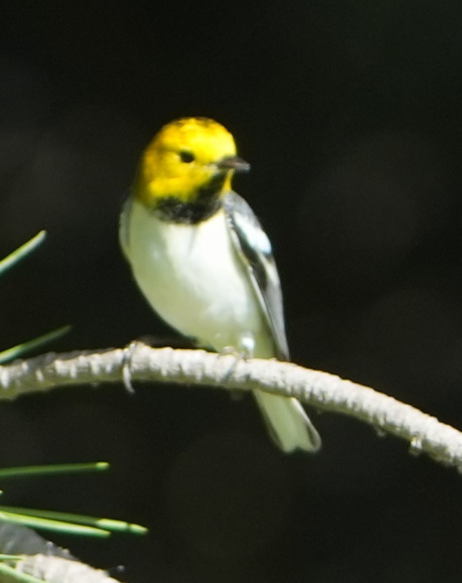 Paruline à tête jaune - ML644854880