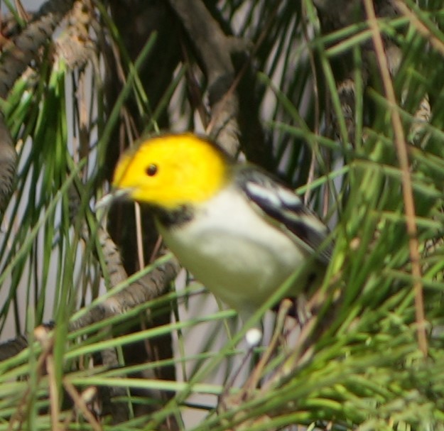 Paruline à tête jaune - ML644854881