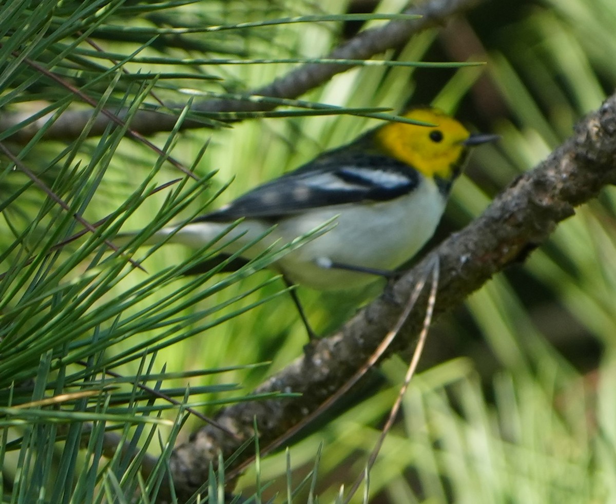 Paruline à tête jaune - ML644854882