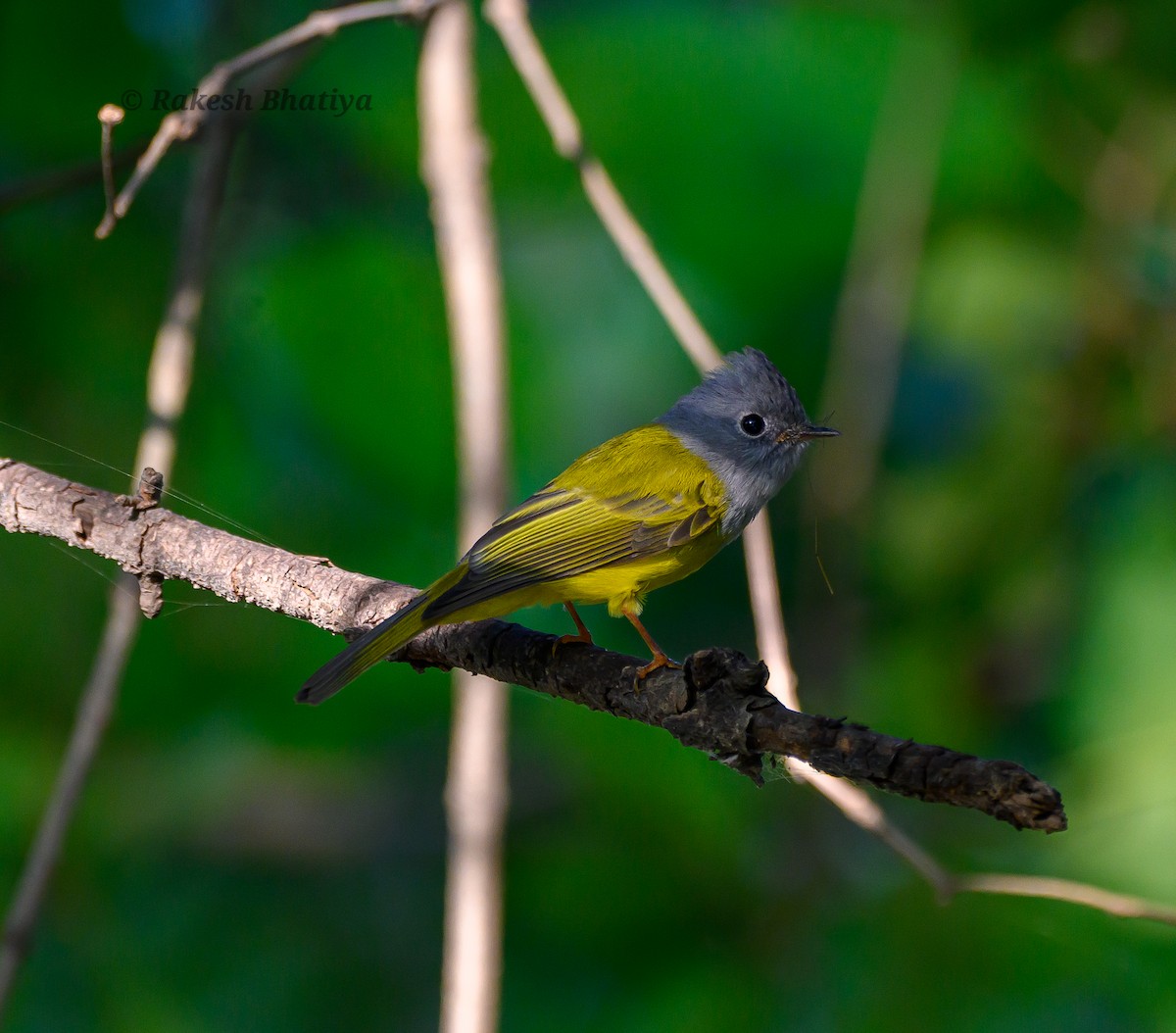 Gray-headed Canary-Flycatcher - ML644854896