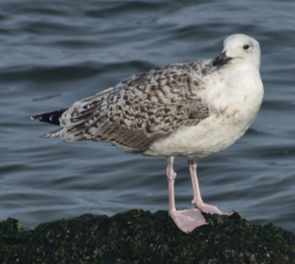 Great Black-backed Gull - ML644854899