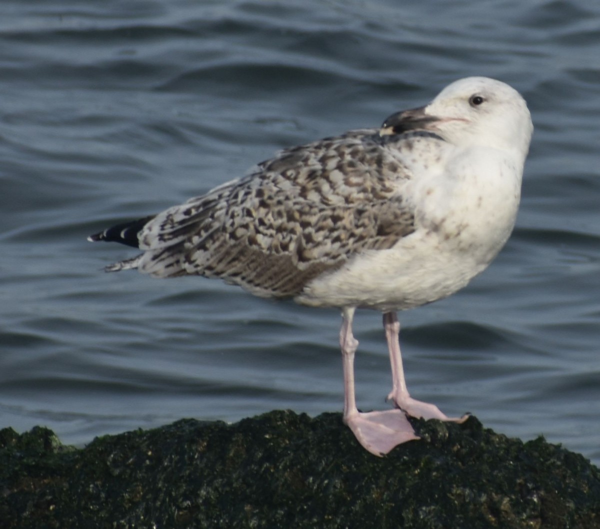 Great Black-backed Gull - ML644854900