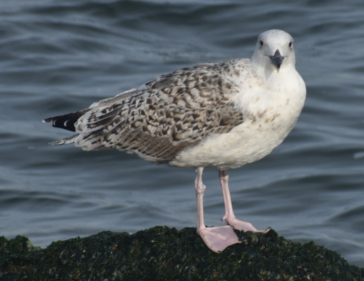 Great Black-backed Gull - ML644854901
