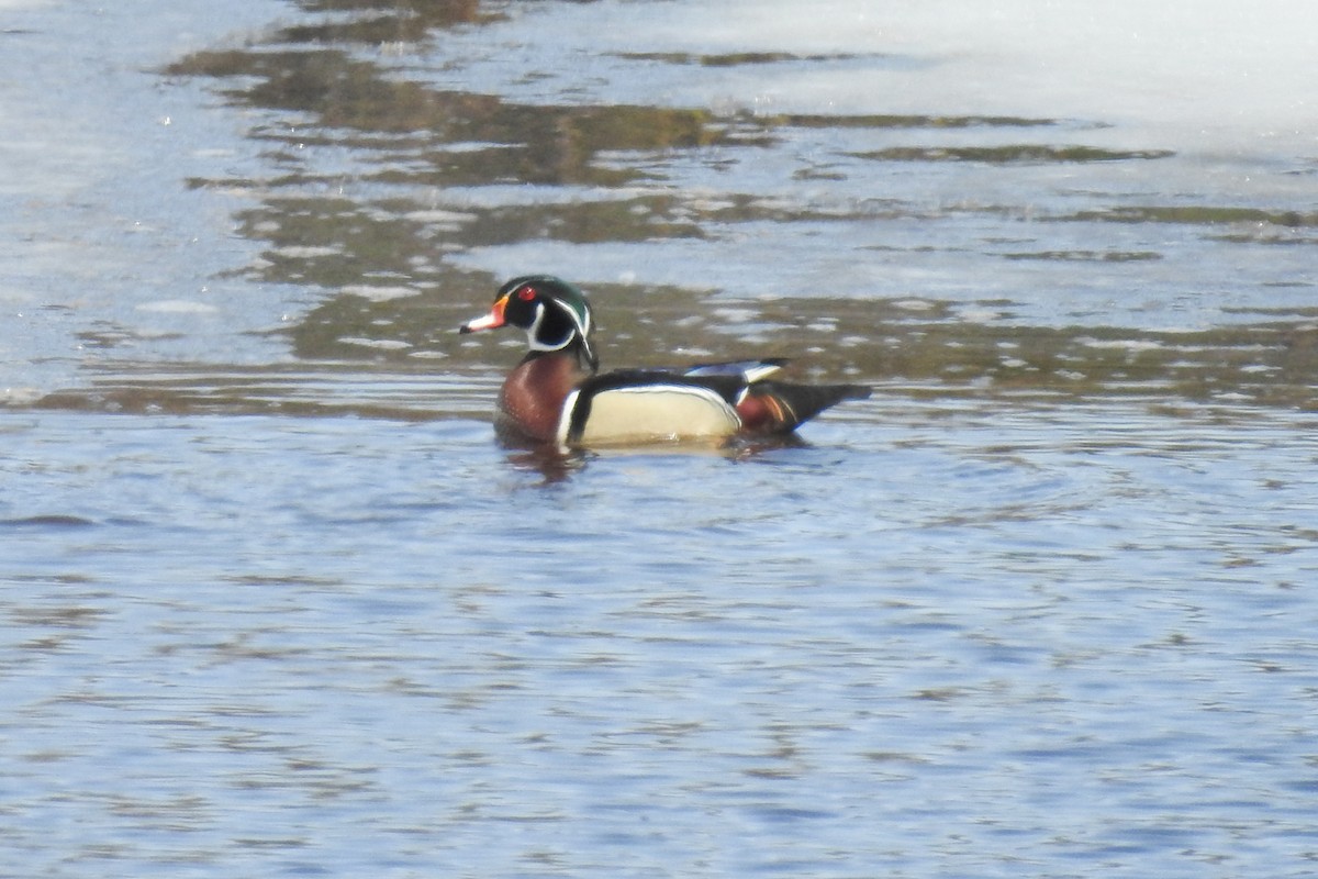 kachnička karolínská - ML644854908