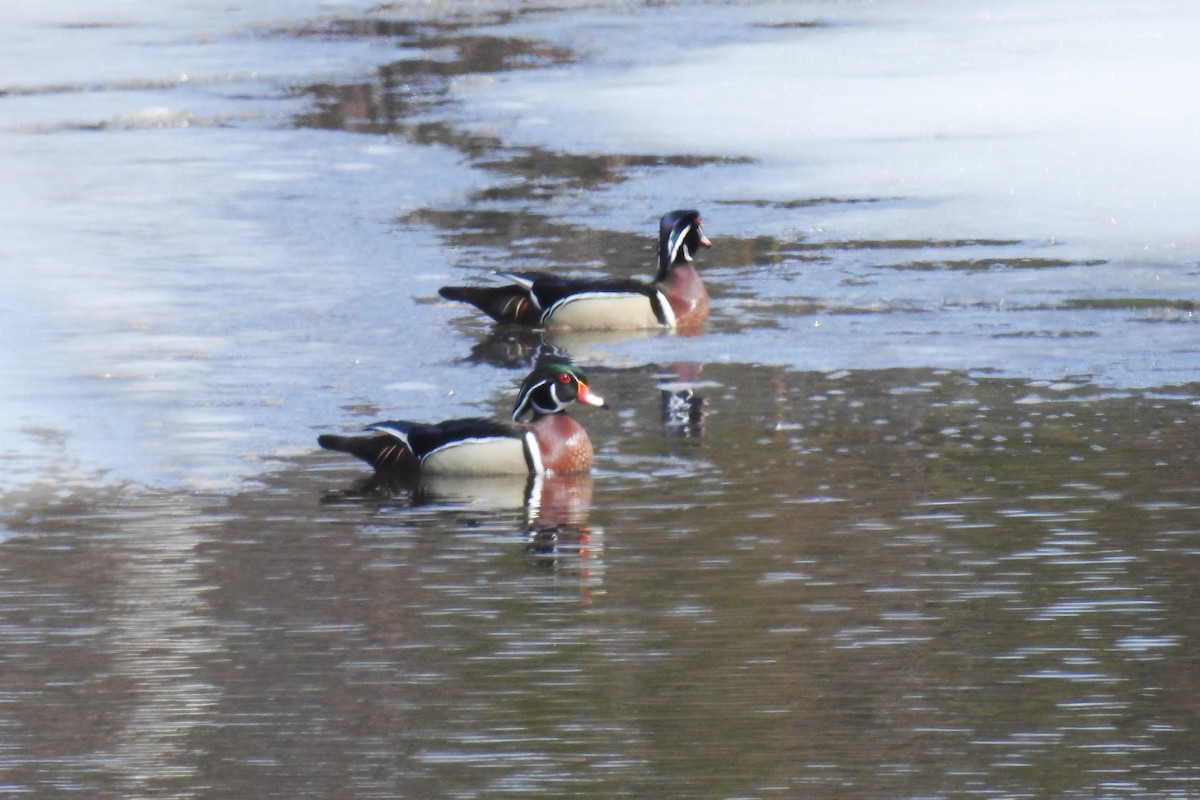 kachnička karolínská - ML644854909