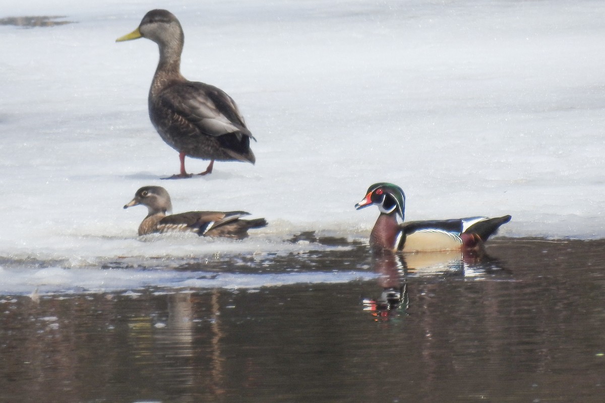 kachnička karolínská - ML644854910
