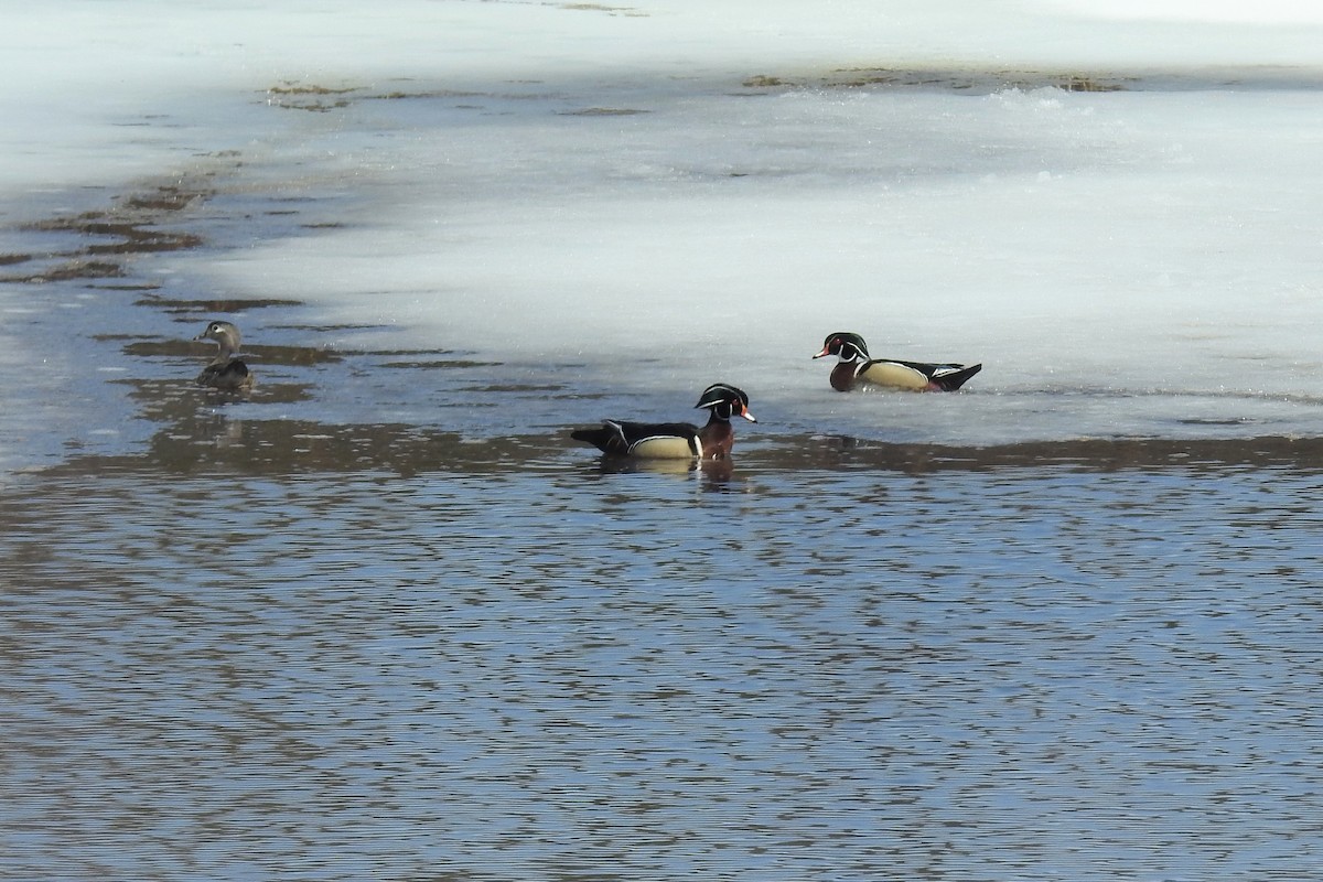 kachnička karolínská - ML644854911