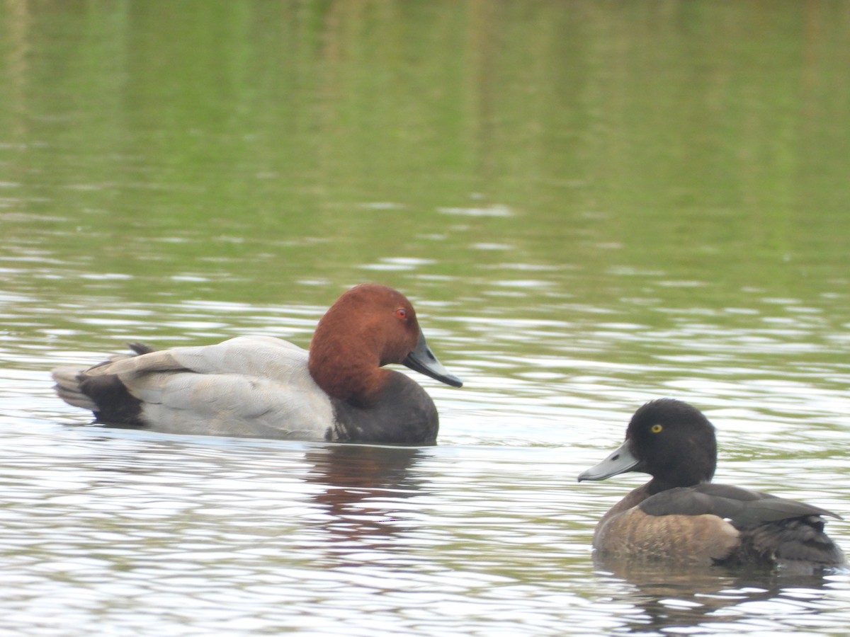 Common Pochard - ML644854914