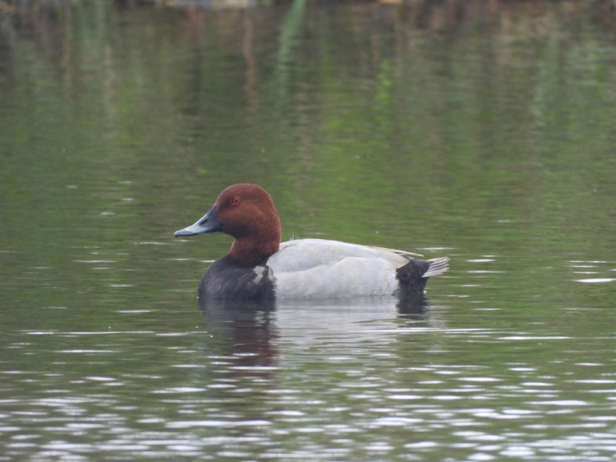 Common Pochard - ML644854915