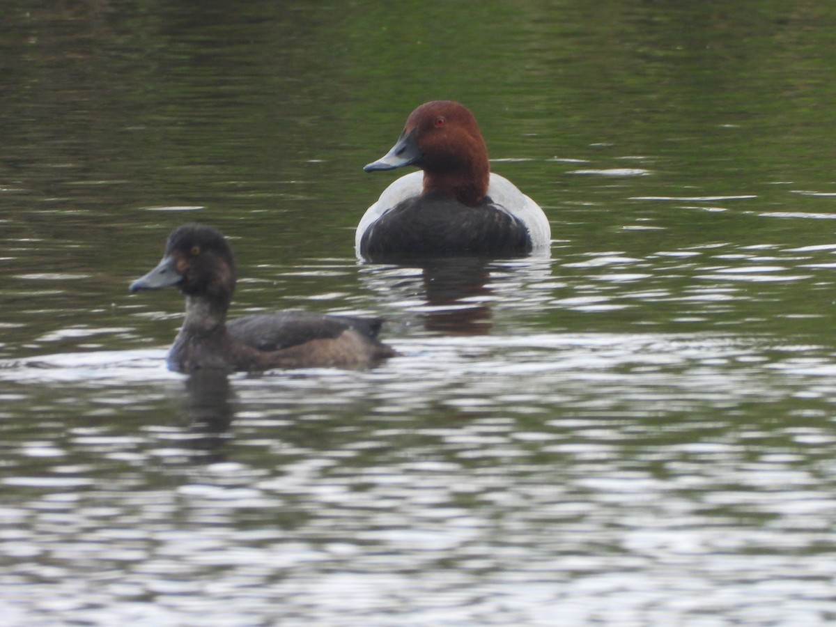 Common Pochard - ML644854916