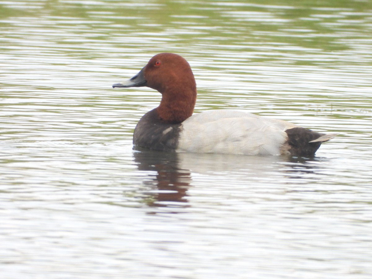 Common Pochard - ML644854917