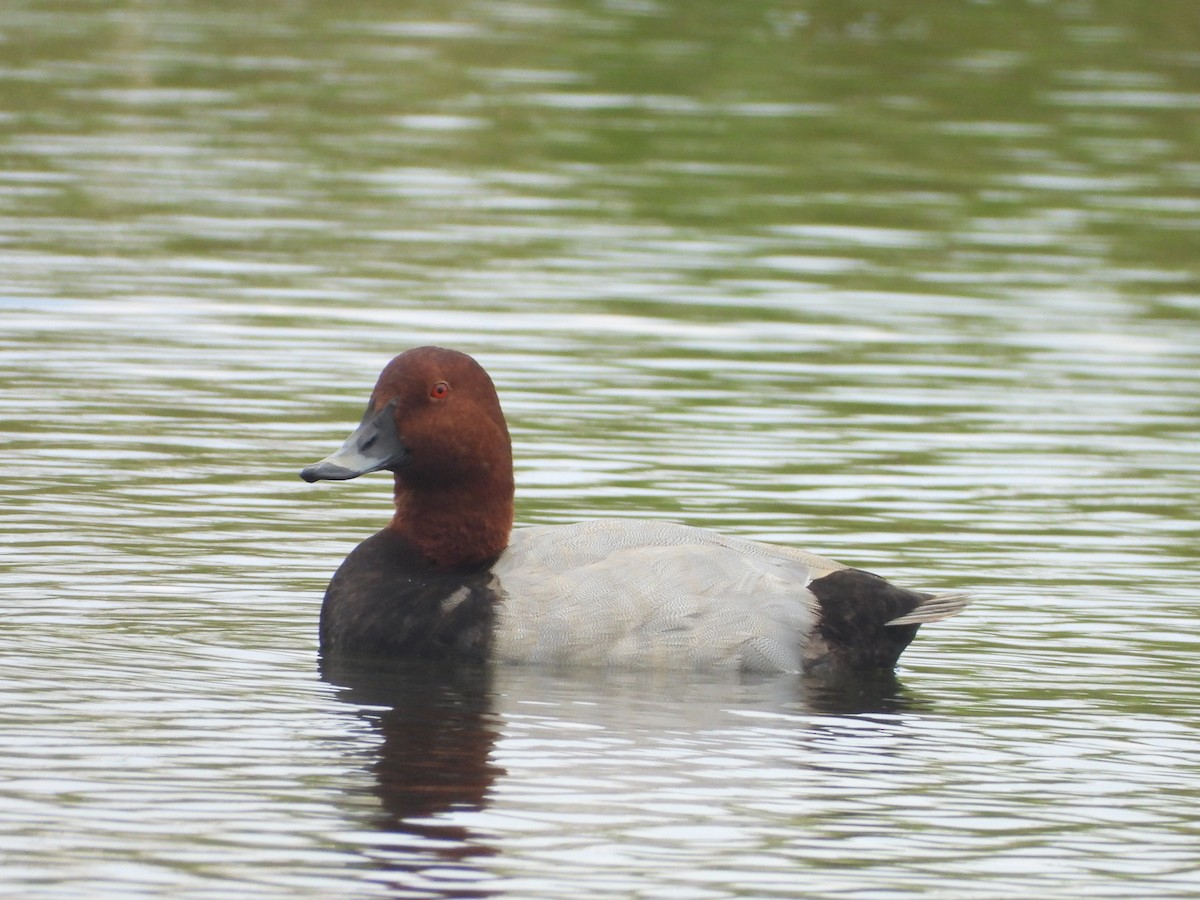 Common Pochard - ML644854918
