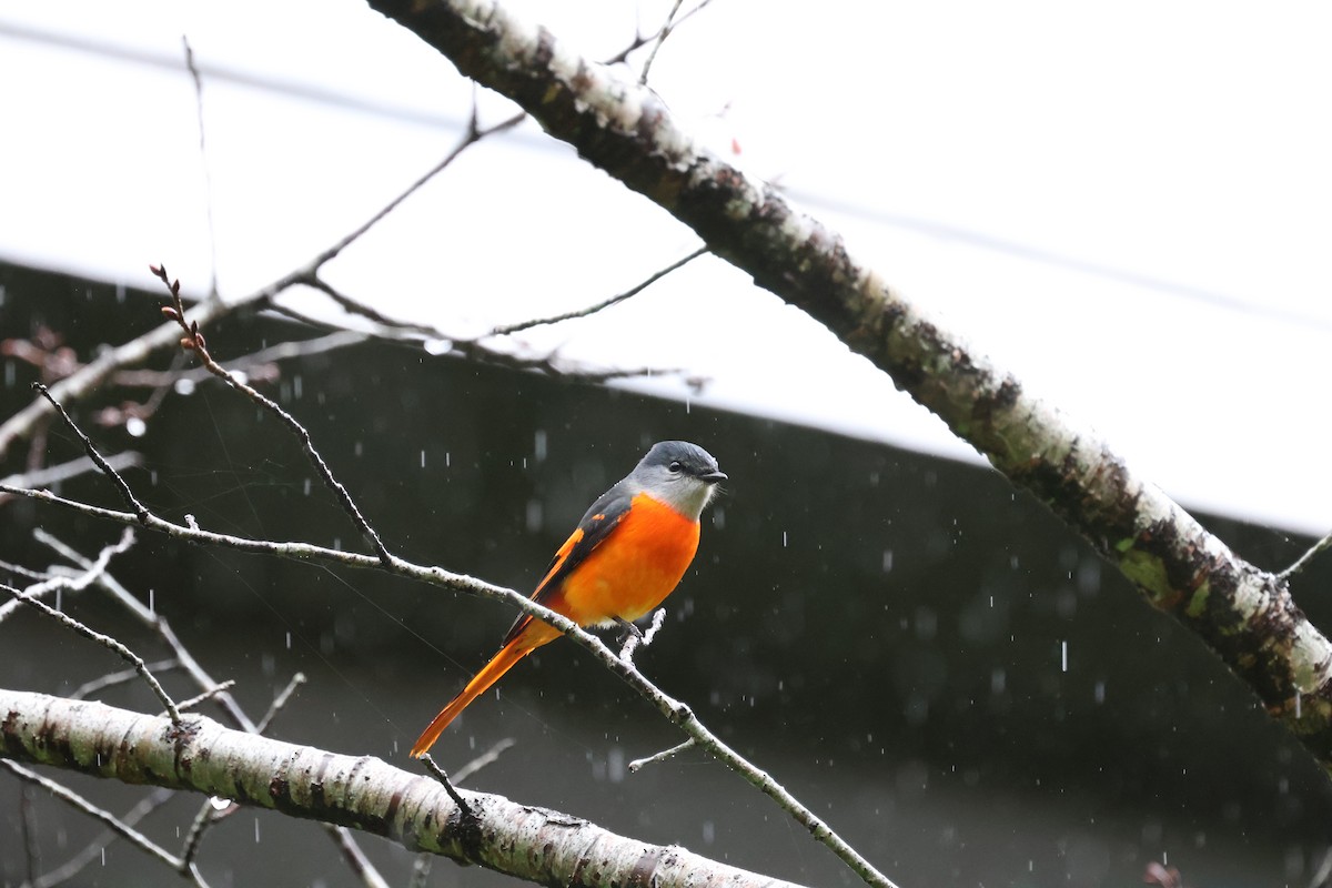 Gray-chinned Minivet - ML644854925