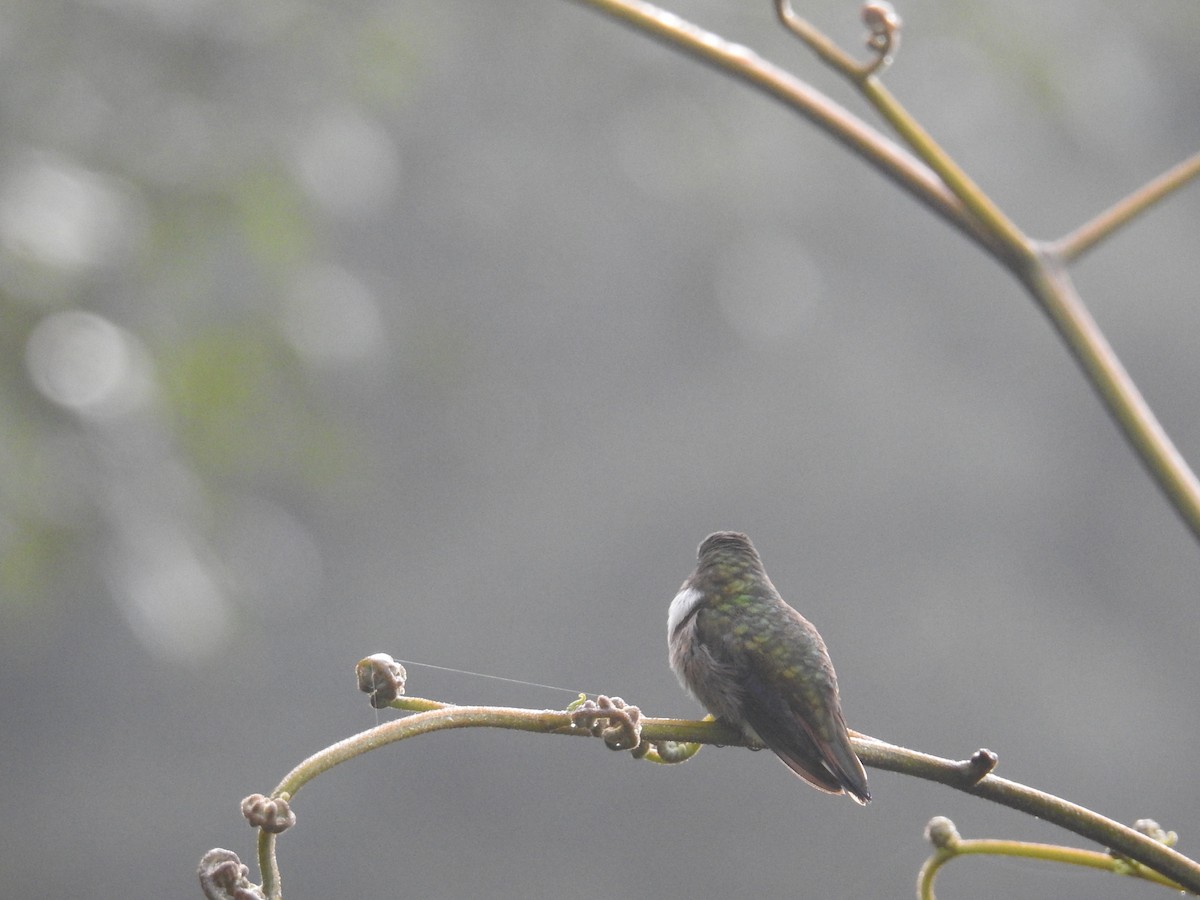 Volcano Hummingbird - ML644854942