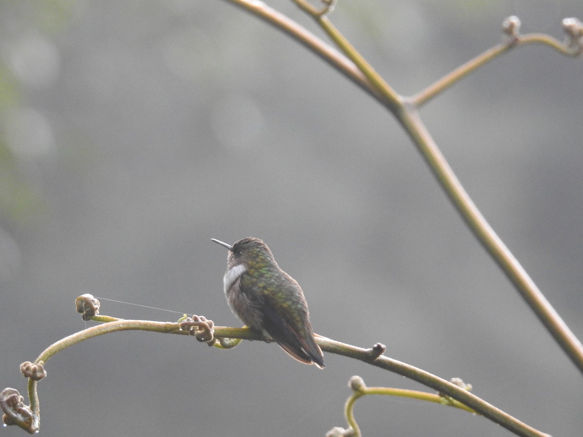Volcano Hummingbird - ML644854943