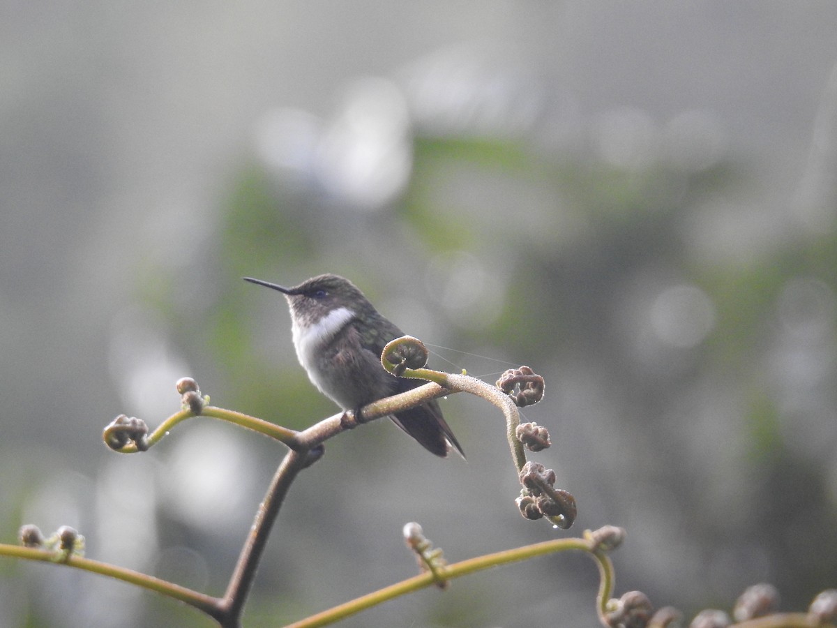 Volcano Hummingbird - ML644854944