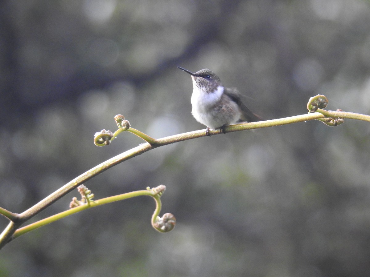 Volcano Hummingbird - ML644854945